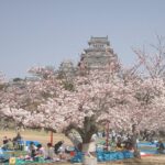 Leyendas japonesas | Explora las tradiciones culinarias japonesas más allá de sushi y ramen Hanami: La belleza de los cerezos en flor y sus tradiciones