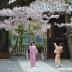 La efímera belleza del festival de los cerezos en Japón